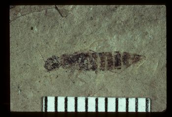 Media type: image;   Entomology PALE-1528 Aspect: full